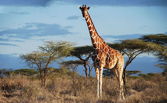 Reticulated Giraffe in Samburu National Reserve,  Kenya